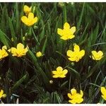 Ranunculus alismifolius Habit