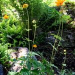 Trollius chinensis Habitat