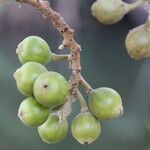 Ficus sur Fruto