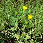 Dicranostigma leptopodum Hábito