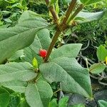 Lonicera hildebrandtiana Blatt