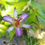 Tricyrtis hirta Flower