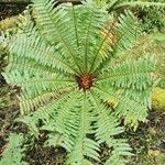 Dryopteris crassirhizoma List