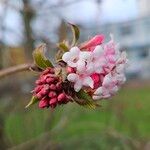 Viburnum farreriBlomst