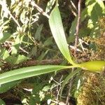 Bulbophyllum comorianum Otro