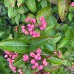 Viburnum nudum Owoc