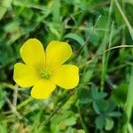 Oxalis exilis Цветок