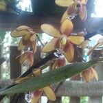 Eriopsis biloba Çiçek