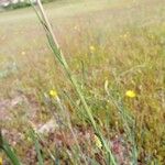 Sesamoides purpurascens 葉