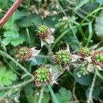 Rubus scaber Frukt