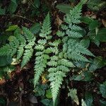 Pteris repens Liść