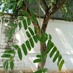 Diphysa americana ᱥᱟᱠᱟᱢ