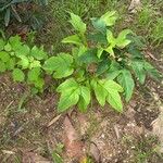 Tacca leontopetaloides Liść