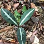 Goodyera oblongifolia Leaf