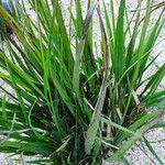 Molinia caerulea Blad