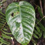 Macaranga alchorneoides Leaf