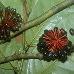 Guatteria punctata Fruit