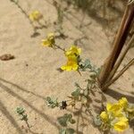 Linaria thymifolia Flor