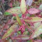 Leucothoe fontanesiana Лист