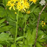 Doronicum austriacum Hábito