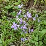 Scutellaria integrifolia 花