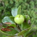 Vaccinium uliginosum Ffrwyth