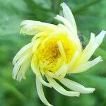 Sonchus oleraceus Fleur