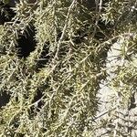 Juniperus cedrus ᱥᱟᱠᱟᱢ