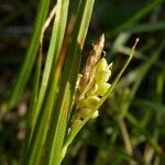 Carex aurea Gyümölcs