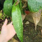 Aspidistra lurida List