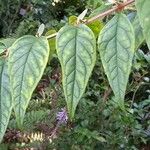 Buddleja lindleyana Foglia