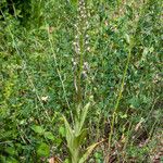 Himantoglossum adriaticum Leaf