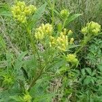 Senecio cacaliaster ফুল