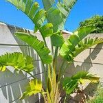 Strelitzia nicolai Blatt