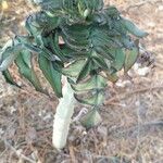 Kalanchoe prolifera Leaf