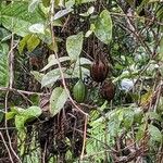 Aristolochia indica 果