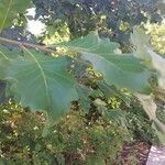 Quercus macrocarpa Blatt