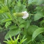 Dalea candida Flower