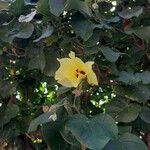 Hibiscus tiliaceusফুল