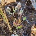 Crepis kotschyana Habitat