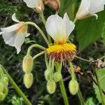 Sparrmannia africana പുഷ്പം