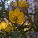 Senna spectabilis Flor