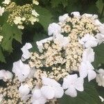 Viburnum sargentii Kukka