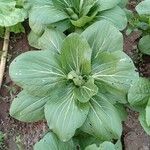 Brassica rapa Leaf