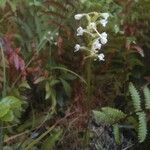 Platanthera clavellata Blomma