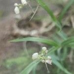 Polystachya seticaulis Flor