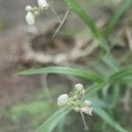 Polystachya seticaulis Flower