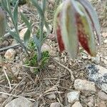 Fritillaria lusitanica पत्ता