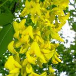 Laburnum anagyroides Fleur