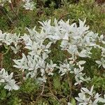 Salix glauca Fiore